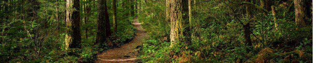 A scenic pathway through heavily forested woods