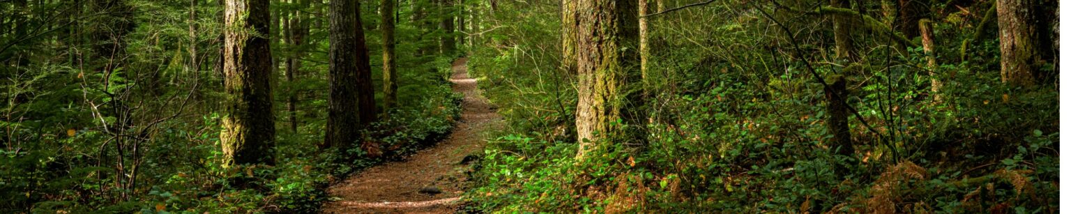 A scenic pathway through heavily forested woods