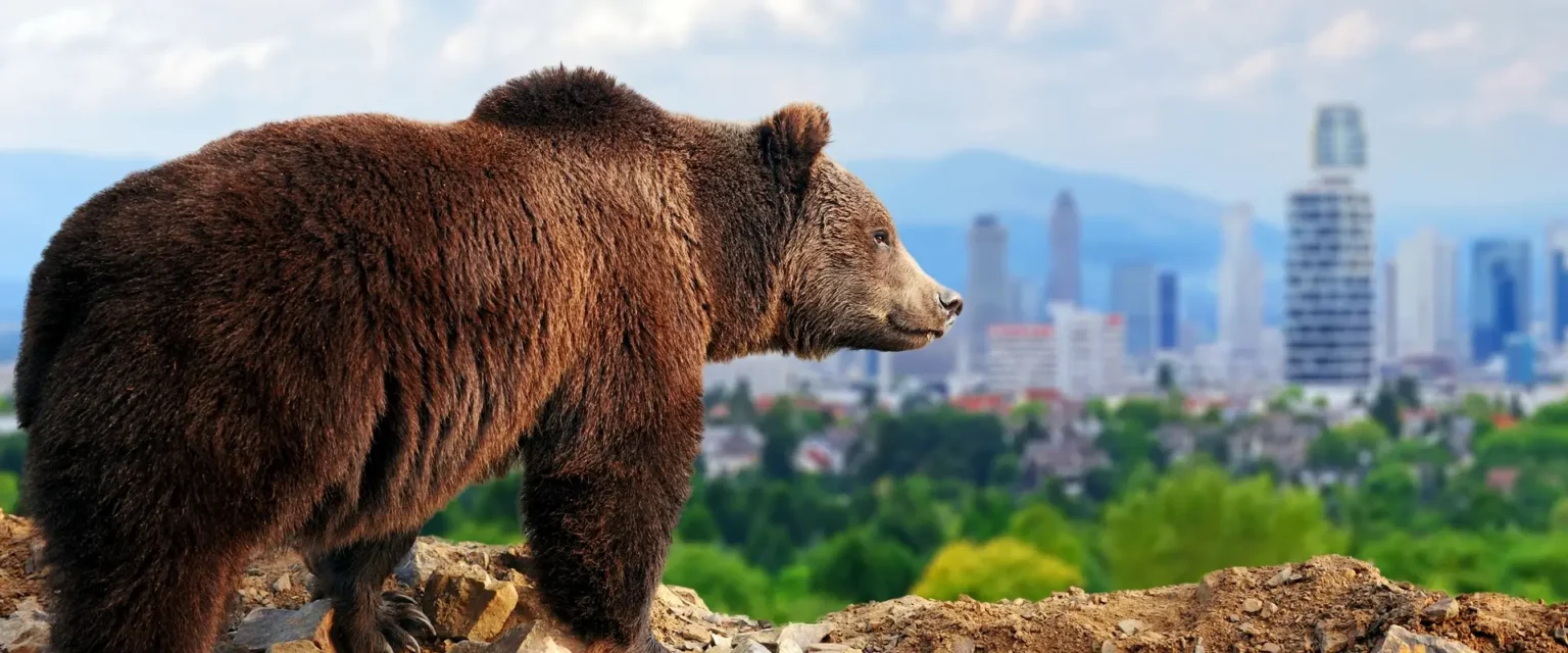 Bear in nature