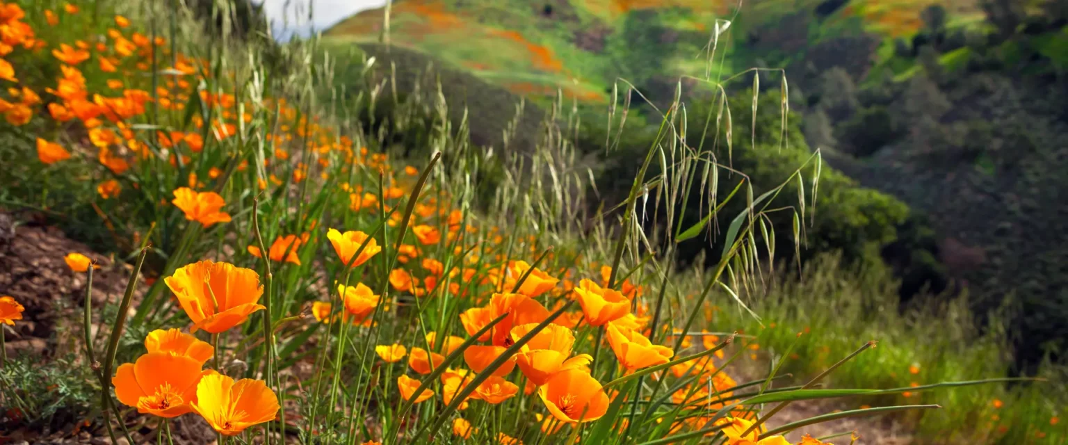 Meadow full of orange flowers