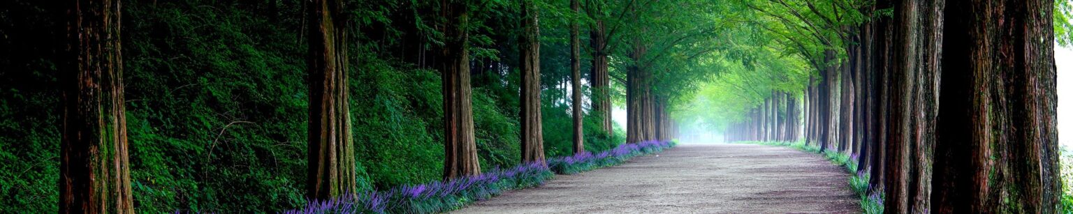 A road leading through the forest, purple flowers grow on both sides of the road