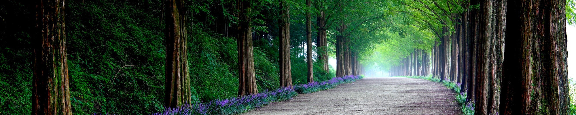 A road leading through the forest, purple flowers grow on both sides of the road