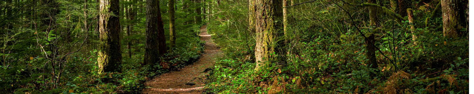 A scenic pathway through heavily forested woods