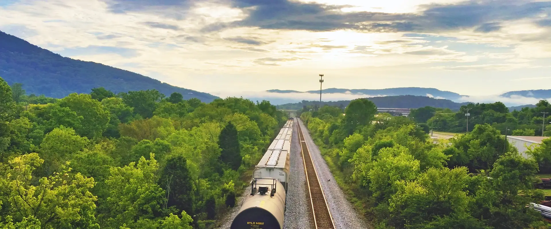 A train going through the forest