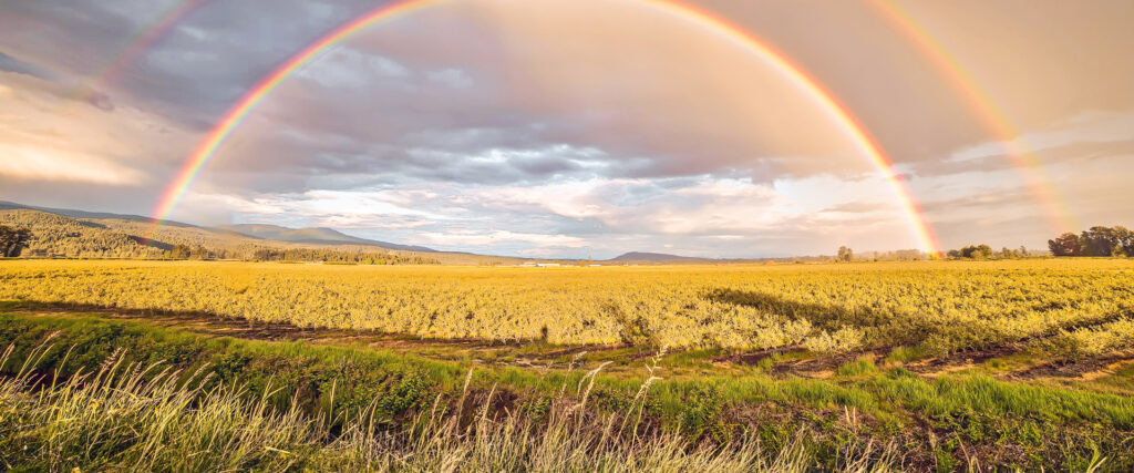 photo of a double arched rainbow in a field of wheat