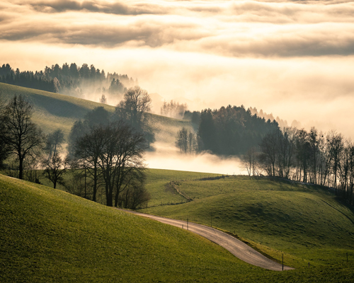 Glade, mist and trees