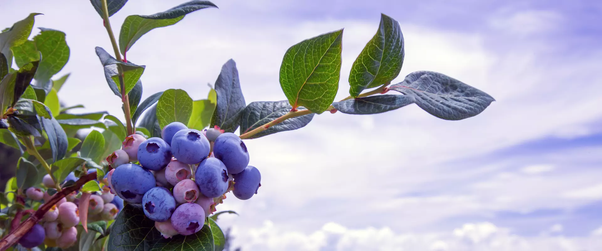 Blueberries against the sky