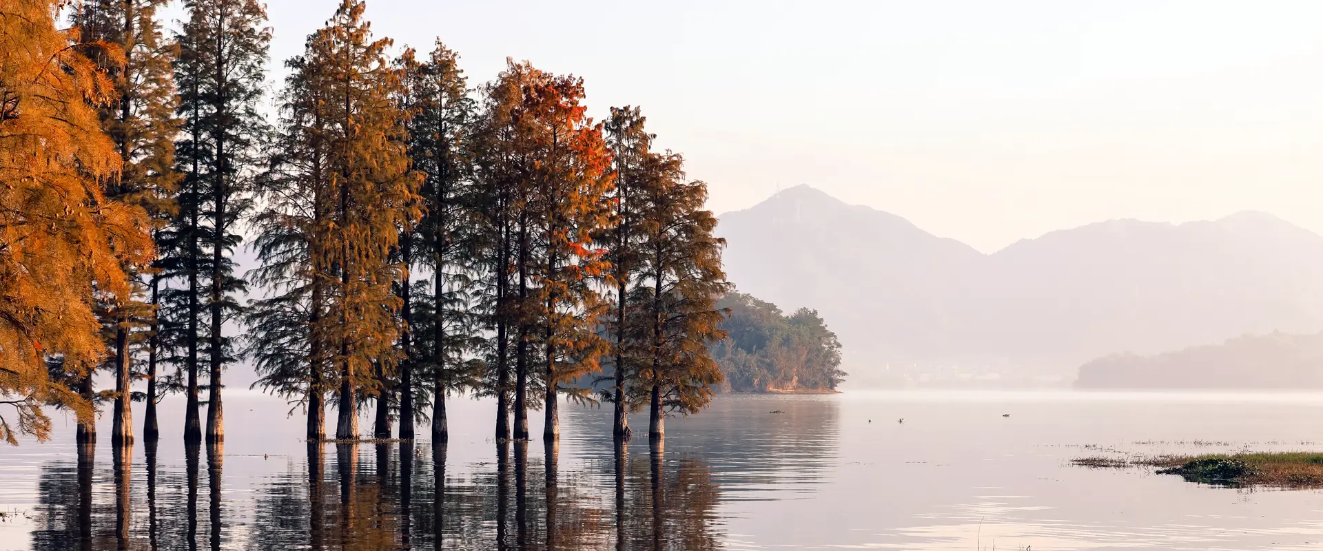 Forest flooded with water