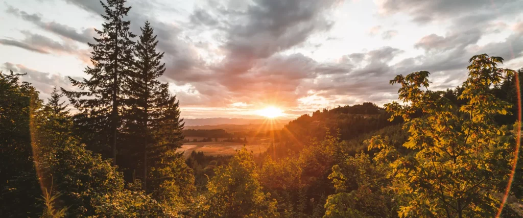 View of the forest and the rising sun