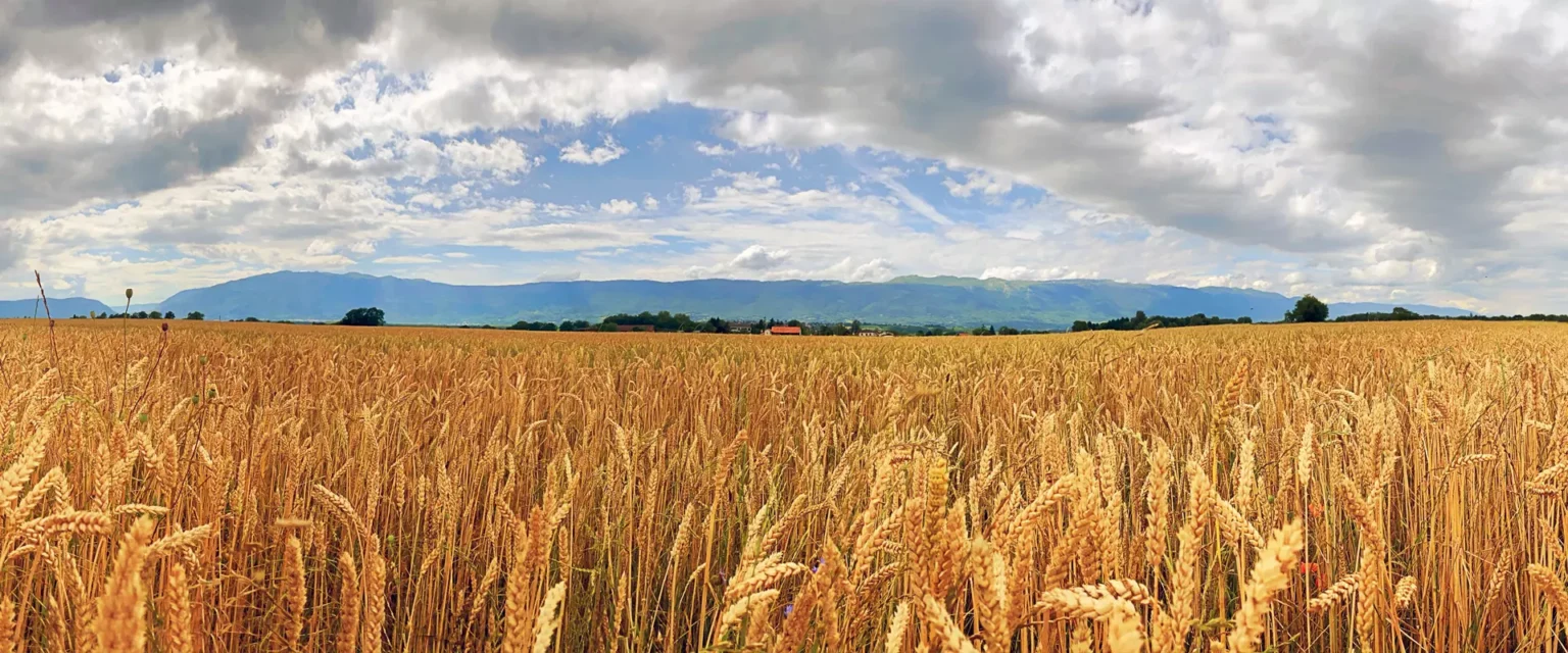 View of the grain field